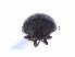  ( - SPM36)  @11 [ ] CreativeCommons - Attribution Share-Alike (2019) Unspecified South China Agricultural University, Department of Entomology