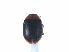  ( - SPM40)  @11 [ ] CreativeCommons - Attribution Share-Alike (2019) Unspecified South China Agricultural University, Department of Entomology