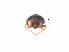  ( - SPM40)  @11 [ ] CreativeCommons - Attribution Share-Alike (2019) Unspecified South China Agricultural University, Department of Entomology
