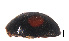  (Aspidimerus matsumurai - HCW8)  @11 [ ] CreativeCommons - Attribution Share-Alike (2019) Unspecified South China Agricultural University, Department of Entomology