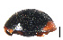  (Cryptogonus angusticarinatus - HCW10)  @11 [ ] CreativeCommons - Attribution Share-Alike (2019) Unspecified South China Agricultural University, Department of Entomology