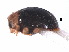  ( - NG1)  @11 [ ] CreativeCommons - Attribution Share-Alike (2019) Unspecified South China Agricultural University, Department of Entomology