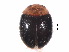  ( - NG1)  @11 [ ] CreativeCommons - Attribution Share-Alike (2019) Unspecified South China Agricultural University, Department of Entomology