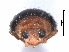 ( - NG1)  @11 [ ] CreativeCommons - Attribution Share-Alike (2019) Unspecified South China Agricultural University, Department of Entomology