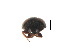  ( - NNM1)  @11 [ ] CreativeCommons - Attribution Share-Alike (2019) Unspecified South China Agricultural University, Department of Entomology