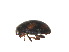  ( - NNM1)  @11 [ ] CreativeCommons - Attribution Share-Alike (2019) Unspecified South China Agricultural University, Department of Entomology
