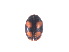  ( - NNM1)  @11 [ ] CreativeCommons - Attribution Share-Alike (2019) Unspecified South China Agricultural University, Department of Entomology