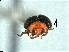  ( - SV4)  @11 [ ] CreativeCommons - Attribution Share-Alike (2019) Unspecified South China Agricultural University, Department of Entomology