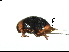  (Sasajiscymnus bivalvis - SV4)  @11 [ ] CreativeCommons - Attribution Share-Alike (2019) Unspecified South China Agricultural University, Department of Entomology