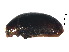  ( - SNS3)  @11 [ ] CreativeCommons - Attribution Share-Alike (2019) Unspecified South China Agricultural University, Department of Entomology