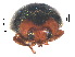  ( - SSK2)  @11 [ ] CreativeCommons - Attribution Share-Alike (2019) Unspecified South China Agricultural University, Department of Entomology
