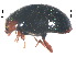  ( - SSK6)  @11 [ ] CreativeCommons - Attribution Share-Alike (2019) Unspecified South China Agricultural University, Department of Entomology