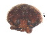  ( - SPM7)  @11 [ ] CreativeCommons - Attribution Share-Alike (2019) Unspecified South China Agricultural University, Department of Entomology