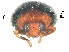  ( - SSK23)  @11 [ ] CreativeCommons - Attribution Share-Alike (2019) Unspecified South China Agricultural University, Department of Entomology