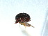  ( - SSK15)  @11 [ ] CreativeCommons - Attribution Share-Alike (2019) Unspecified South China Agricultural University, Department of Entomology