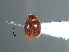 ( - SPM46)  @11 [ ] CreativeCommons - Attribution Share-Alike (2019) Unspecified South China Agricultural University, Department of Entomology