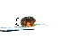  ( - SPM46)  @11 [ ] CreativeCommons - Attribution Share-Alike (2019) Unspecified South China Agricultural University, Department of Entomology