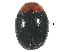 ( - SSK11)  @11 [ ] CreativeCommons - Attribution Share-Alike (2019) Unspecified South China Agricultural University, Department of Entomology
