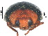  ( - SSK11)  @11 [ ] CreativeCommons - Attribution Share-Alike (2019) Unspecified South China Agricultural University, Department of Entomology