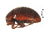  (Scymnus subvillosus - SPM13)  @11 [ ] CreativeCommons - Attribution Share-Alike (2019) Unspecified South China Agricultural University, Department of Entomology