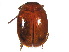  ( - SSK8-1)  @11 [ ] CreativeCommons - Attribution Share-Alike (2019) Unspecified South China Agricultural University, Department of Entomology