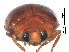  (Scymnus sufflavus - SSK8-1)  @11 [ ] CreativeCommons - Attribution Share-Alike (2019) Unspecified South China Agricultural University, Department of Entomology