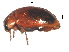  ( - SSK8-1)  @11 [ ] CreativeCommons - Attribution Share-Alike (2019) Unspecified South China Agricultural University, Department of Entomology
