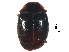  ( - SNS3)  @11 [ ] CreativeCommons - Attribution Share-Alike (2019) Unspecified South China Agricultural University, Department of Entomology