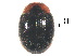  ( - SSK2)  @11 [ ] CreativeCommons - Attribution Share-Alike (2019) Unspecified South China Agricultural University, Department of Entomology