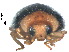  (Scymnus dolichonychus - SSK3)  @11 [ ] CreativeCommons - Attribution Share-Alike (2019) Unspecified South China Agricultural University, Department of Entomology