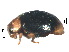  ( - SSK3)  @11 [ ] CreativeCommons - Attribution Share-Alike (2019) Unspecified South China Agricultural University, Department of Entomology
