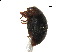  ( - SSK10)  @11 [ ] CreativeCommons - Attribution Share-Alike (2019) Unspecified South China Agricultural University, Department of Entomology