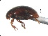  ( - SNS4)  @11 [ ] CreativeCommons - Attribution Share-Alike (2019) Unspecified South China Agricultural University, Department of Entomology