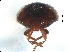  ( - SNS4)  @11 [ ] CreativeCommons - Attribution Share-Alike (2019) Unspecified South China Agricultural University, Department of Entomology