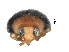  ( - SPM10)  @11 [ ] CreativeCommons - Attribution Share-Alike (2019) Unspecified South China Agricultural University, Department of Entomology