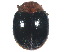  ( - SSK12)  @11 [ ] CreativeCommons - Attribution Share-Alike (2019) Unspecified South China Agricultural University, Department of Entomology