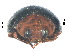  ( - SSK12)  @11 [ ] CreativeCommons - Attribution Share-Alike (2019) Unspecified South China Agricultural University, Department of Entomology