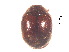  ( - SPM7)  @11 [ ] CreativeCommons - Attribution Share-Alike (2019) Unspecified South China Agricultural University, Department of Entomology