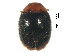  ( - SSK23)  @11 [ ] CreativeCommons - Attribution Share-Alike (2019) Unspecified South China Agricultural University, Department of Entomology