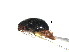  (Scymnus paracrinitus - SSK15)  @11 [ ] CreativeCommons - Attribution Share-Alike (2019) Unspecified South China Agricultural University, Department of Entomology