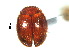  ( - SSK13)  @11 [ ] CreativeCommons - Attribution Share-Alike (2019) Unspecified South China Agricultural University, Department of Entomology