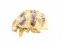  ( - HCW7)  @11 [ ] CreativeCommons - Attribution Share-Alike (2019) Unspecified South China Agricultural University, Department of Entomology