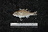  (Lethrinus genivittatus - EEZ388)  @11 [ ] CreativeCommons - Attribution Non-Commercial Share-Alike (2023) Unspecified Universiti Malaysia Terengganu