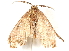  (Perissopteryx BOLD:ACU5847 - BIOUG20644-B04)  @13 [ ] CreativeCommons - Attribution (2015) CBG Photography Group Centre for Biodiversity Genomics