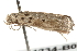  ( - BIOUG21234-B09)  @13 [ ] CreativeCommons - Attribution (2015) CBG Photography Group Centre for Biodiversity Genomics