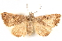  (Isogona sp - BIOUG21234-F07)  @14 [ ] CreativeCommons - Attribution (2015) CBG Photography Group Centre for Biodiversity Genomics