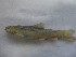  (Schizothorax plagiostomus - KRF11)  @13 [ ] CreativeCommons - Attribution Non-Commercial Share-Alike (2013) Diptee Chaulagain Tribhuwan University