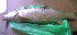  ( - KRF13)  @12 [ ] CreativeCommons - Attribution Non-Commercial Share-Alike (2013) Diptee Chaulagain Tribhuwan University