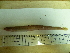  ( - Okh_44)  @12 [ ] No Rights Reserved (2011) Unspecified Institute of Marine Biology, Vladivostok