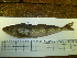  ( - Okh_6)  @13 [ ] No Rights Reserved (2011) Unspecified Institute of Marine Biology, Vladivostok